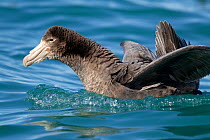 Northern Giant Petrel (Macronectes halli) immature with wings outstretched and tail cocked in threat display. Off Kaikoura, Canterbury, New Zealand, October.