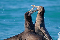 Two immature Northern Giant Petrels (Macronectes halli) fighting over food. Off Kaikoura, Canterbury, New Zealand, October.
