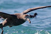 Northern Giant Petrel (Macronectes halli) taking off from water. Off Kaikoura, Canterbury, New Zealand, October.