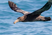 Northern Giant Petrel (Macronectes halli) in flight low to the water. Off Kaikoura, Canterbury, New Zealand, October.
