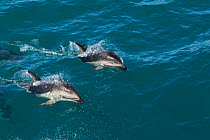 Dusky Dolphins (Lagenorhynchus obscurus) porpoising. Off Kaikoura, Canterbury, New Zealand, October.