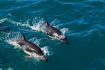 Dusky Dolphins (Lagenorhynchus obscurus) porpoising as they swim beside a boat. Off Kaikoura, Canterbury, New Zealand, October.