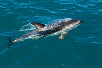 Dusky Dolphin (Lagenorhynchus obscurus) porpoising. Off Kaikoura, Canterbury, New Zealand, October.