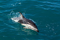 Dusky Dolphin (Lagenorhynchus obscurus) porpoising. Off Kaikoura, Canterbury, New Zealand, October.