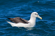 White-capped Albatross (Thalassarche steadi) sitting on the water in profile. Off Kaikoura, Canterbury, New Zealand, October.