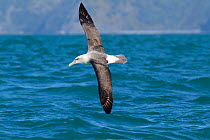 White-capped Albatross (Thalassarche steadi) in flight low over the sea, showing dark upperwing. Off Kaikoura, Canterbury, New Zealand, October.