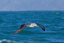 Salvin's Albatross (Thalassarche salvini) flying low over the sea. Off Kaikoura, Canterbury, New Zealand, October.