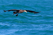 Northern Giant Petrel (Macronectes halli) about to land on the water. Off Kaikoura, Canterbury, New Zealand, October.