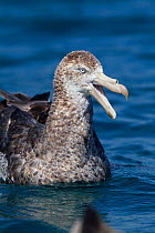 Northern Giant Petrel (Macronectes halli) sitting on the water calling with bill open. Off Kaikoura, Canterbury, New Zealand, October.