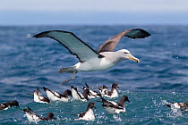 Salvin's Albatross (Thalassarche salvini) coming in to land on the sea with flock of Cape Petrels (Daption capense) feeding below. Characteristic underwing is visible. Off Kaikoura, Canterbury, New Ze...
