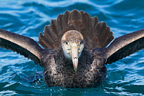Northern Giant Petrel (Macronectes halli) with wings outstretched and tail cocked in threat display. Off Kaikoura, Canterbury, New Zealand, October.