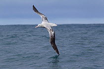 New Zealand Albatross (Diomedea antipodensis) in flight, showing upperwing, wingtip touching the sea surface. Off Kaikoura, Canterbury, New Zealand, October.