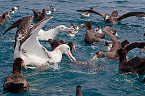 Two New Zealand Albatross (Diomedea antipodensis) feed with wings raised, surrounded by Northern Giant Petrels (Macronectes halli) and Cape petrels (Daption capense australe). Off Kaikoura, Canterbury...