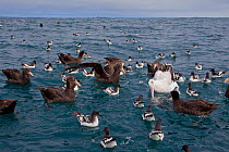 New Zealand Albatross (Diomedea antipodensis) feeding at the sea surface, surrounded by Northern Giant Petrels (Macronectes halli) and Cape Petrels (Daption capense australe). Off Kaikoura, Canterbury...