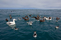 Two New Zealand Albatross (Diomedea antipodensis) feeding at the sea surface, surrounded by Northern Giant Petrels (Macronectes halli) and Cape Petrels (Daption capense australe). Off Kaikoura, Canter...