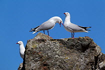 Red-billed gulls (Chroicocephalus scopulinus) calling and displaying from a rock. Ohau Point, Canterbury, New Zealand, October.