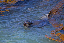 New Zealand Fur Seal (Arctocephalus forsteri) swimming amongst kelp. Ohau Point, Canterbury, New Zealand, October.