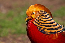 Male Golden Pheasant (Chrysolophus pictus) in profile showing display plumage. Captive. Kaikoura, Canterbury, New Zealand, October.