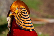 Male Golden Pheasant (Chrysolophus pictus) in portrait showing display plumage. Captive. Kaikoura, Canterbury, New Zealand, October.