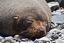 New Zealand Fur Seal (Arctocephalus forsteri) asleep on beach. Kaikoura, Canterbury, New Zealand, October.