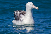 Southern Royal Albatross (Diomedea epomophora) sitting on the water, with black cutting edge of the bill diagnostic of the Royal albatrosses clearly visible. Off Kaikoura, Canterbury, New Zealand, Oct...