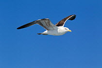 Immature Kelp / Southern Black Backed Gull (Larus dominicanus) in flight against a blue sky. Off Kaikoura, Canterbury, New Zealand, October.