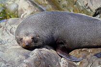 New Zealand Fur Seal (Arctocephalus forsteri) asleep on rocks. Ohau Point, Canterbury, New Zealand, October.