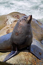 New Zealand Fur Seal (Arctocephalus forsteri) on rocks. Ohau Point, Canterbury, New Zealand, October.