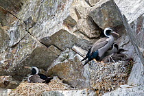 Spotted Shags (Phalacrocorax punctatus) at their nests with young. Ohau Point, Canterbury, New Zealand, October.