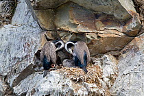 A pair of Spotted Shags (Phalacrocorax punctatus) preening at their nest with young. Ohau Point, Canterbury, New Zealand, October.