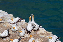 Pair of Australasian Gannets (Morus serrator) rubbing their bills together in a greeting display at the nest. Muriwai, Auckland, New Zealand, November.