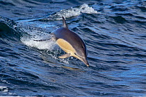 Short-beaked Common Dolphin (Delphinus delphis) leaping out of the water in the wake of a boat. Hauraki Gulf, Auckland, New Zealand, November.