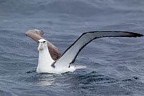 Adult White-capped Albatross (Thalassarche steadi) sitting on the water with wings raised showing the characteristic underwing pattern. Off Stewart Island, New Zealand, November.