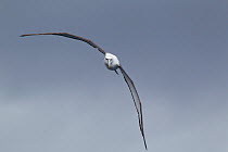 Adult White-capped Albatross (Thalassarche steadi) in flight. Off Stewart Island, New Zealand, November.