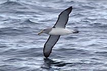 Adult Salvin's Albatross (Thalassarche salvini) in flight low over waves, showing the characteristic underwing pattern. Off Stewart Island, New Zealand, November.