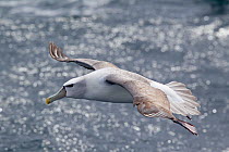 Adult white-capped Albatross (Thalassarche steadi) in flight over water. Off Stewart Island, New Zealand, November.