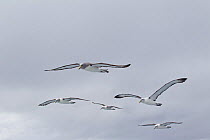 Salvin's (Thalassarche salvini) (centre) and white-capped Albatross (Thalassarche steadi) in flight. Off Stewart Island, New Zealand, November.