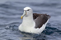 Adult white-capped Albatross (Thalassarche steadi) sitting on the water. Off Stewart Island, New Zealand, November.