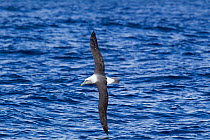 Adult white-capped Albatross (Thalassarche steadi) in banking flight over a blue sea, showing upperwing. Off Stewart Island, New Zealand, November.