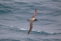 Light-mantled Sooty Albatross (Phoebetria palpebrata) in flight showing upperwing. Drake Passage, South Atlantic, December.