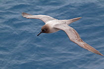 Light-mantled Sooty Albatross (Phoebetria palpebrata) in flight from above, showing upperwing. Drake Passage, South Atlantic, December.