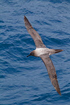 Light-mantled sooty albatross (Phoebetria palpebrata) in flight from above, showing upperwing. Drake Passage, South Atlantic, December.