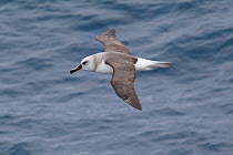 Immature Grey-Headed Albatross (Thalassarche chrysostoma) in flight showing upperwing. Drake Passage, South Atlantic, December.