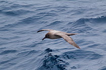 Light-mantled Sooty Albatross (Phoebetria palpebrata) in flight low to the sea, showing upperwing. Drake Passage, South Atlantic, December.