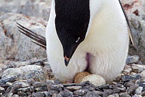 Adelie Penguin (Pygoscelis adeliae) incubating two eggs. Note the bare brood patch. Yalour Islands, Antarctic Peninsula, Antarctica, December.