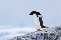 Adelie Penguin (Pygoscelis adeliae) walking down a rock slope. Yalour Islands, Antarctic Peninsula, Antarctica, December.