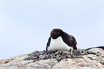 Adelie Penguin (Pygoscelis adeliae) lying down on its stone nest incubating its eggs. Yalour Islands, Antarctic Peninsula, Antarctica, December.