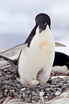 Adelie Penguin (Pygoscelis adeliae) stretching showing its egg and bare brood patch. Yalour Islands, Antarctic Peninsula, Antarctica, December.