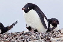 Adelie Penguin (Pygoscelis adeliae) brooding two small chicks. Yalour Islands, Antarctic Peninsula, Antarctica, December.