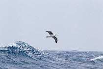 Black-browed Albatross (Thalassarche melanophrys) in flight over rough sea, showing underwing. Drake Passage, South Atlantic, December.